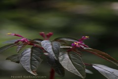 Sonerila tinnevelliensis